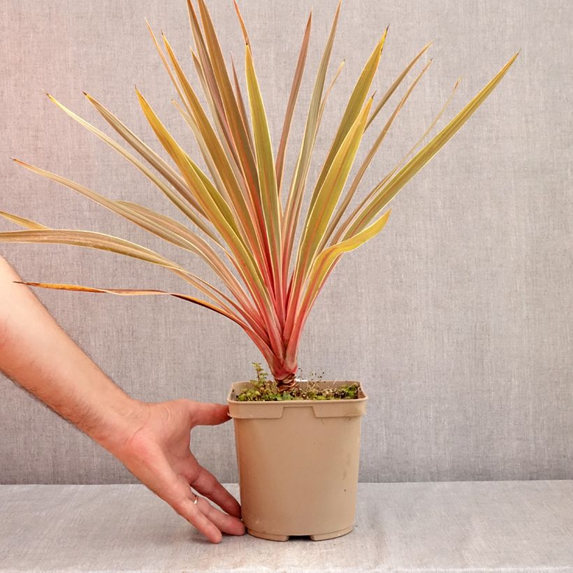 Amostra de Cordyline australis Magic Star Vaso de 3 L/4 L tal como entregue no verão