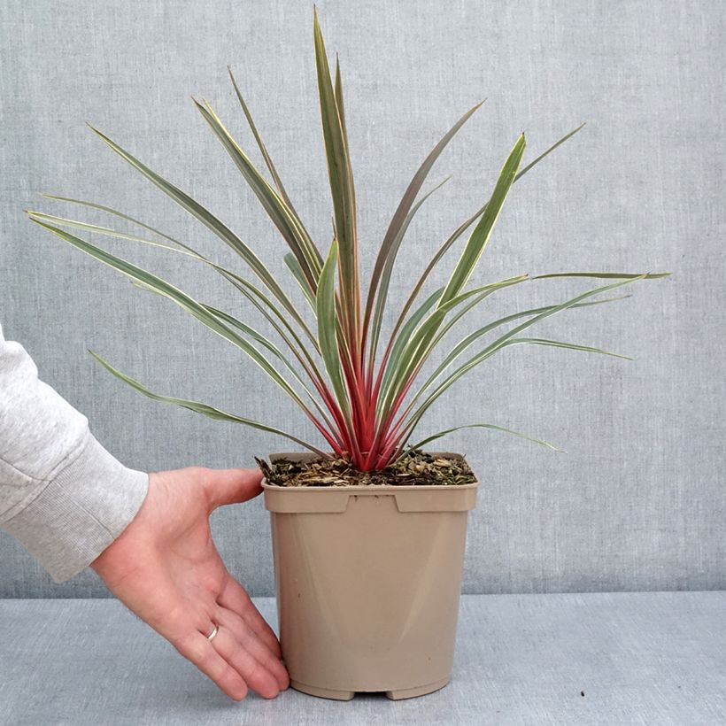 Amostra de Cordyline australis Magic Star Vaso de 3 L/4 L tal como entregue na primavera