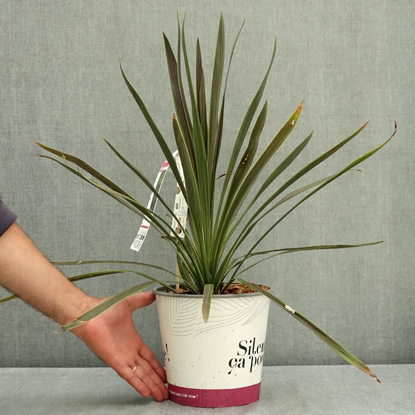 Amostra de Cordyline Mint Chocolate Vaso de 4 L/5 L tal como entregue no verão