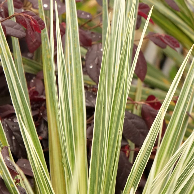 Cordyline australis Pink Champagne (Folhagem)