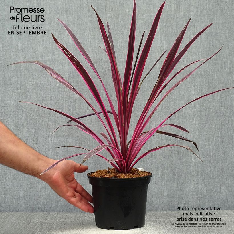 Amostra de Cordyline australis Pink Passion Vaso de 2 L/3 L tal como entregue no outono