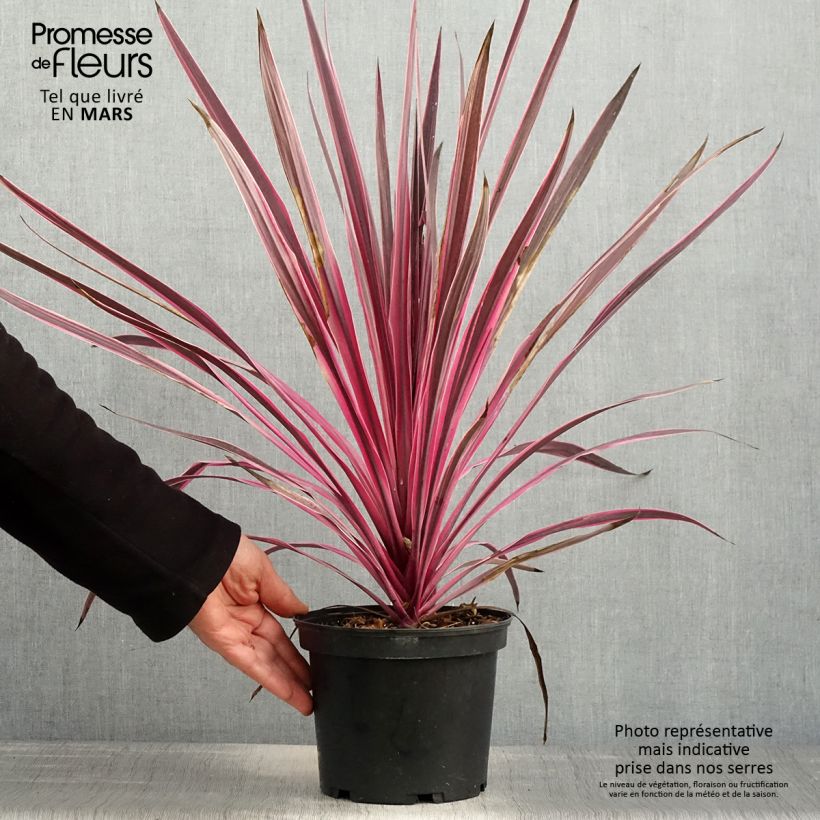 Amostra de Cordyline australis Pink Passion Vaso de 2 L/3 L tal como entregue na primavera