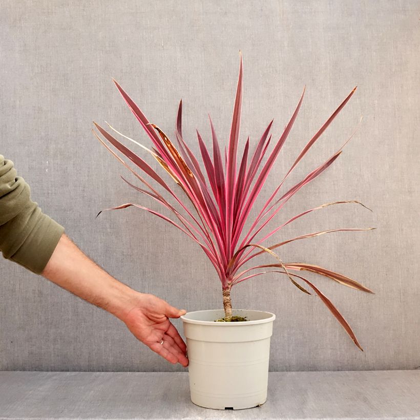 Amostra de Cordyline australis Pink Passion Vaso de 4 L/5 L tal como entregue no verão