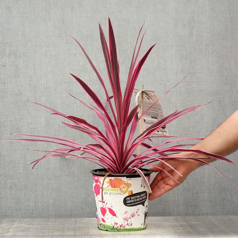 Amostra de Cordyline australis Pink Passion Vaso de 4 L/5 L tal como entregue na primavera