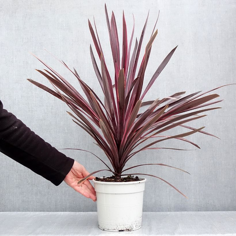 Amostra de Cordyline australis Pink Passion Vaso de 4 L/5 L tal como entregue no outono