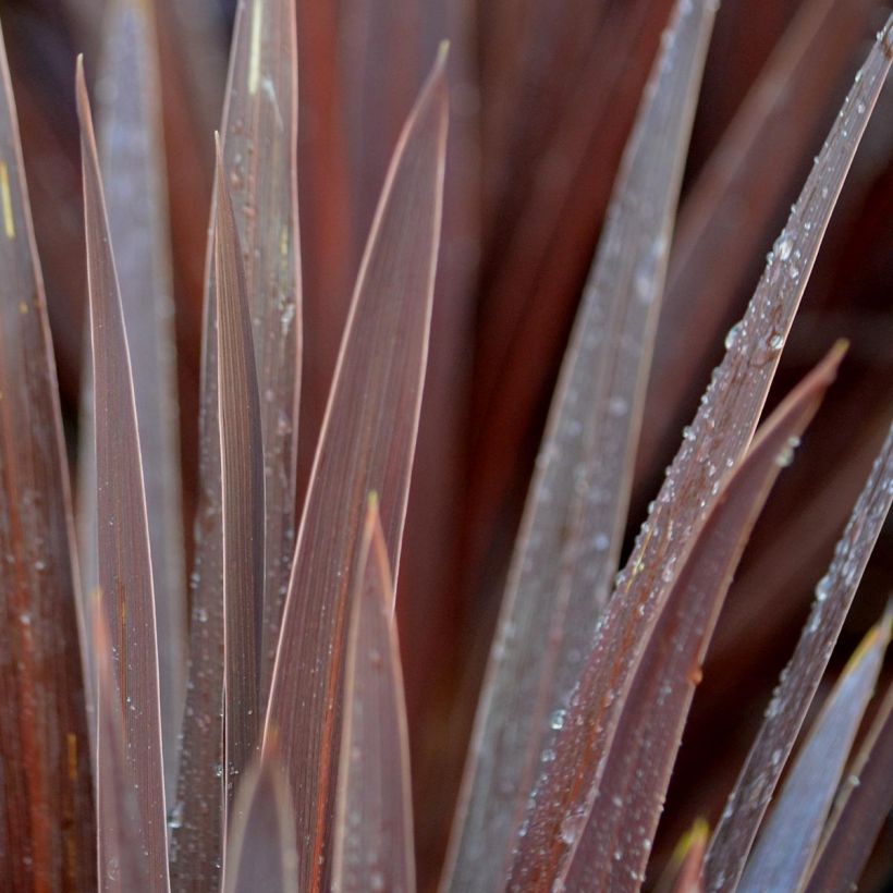 Cordyline australis Red Star (Folhagem)