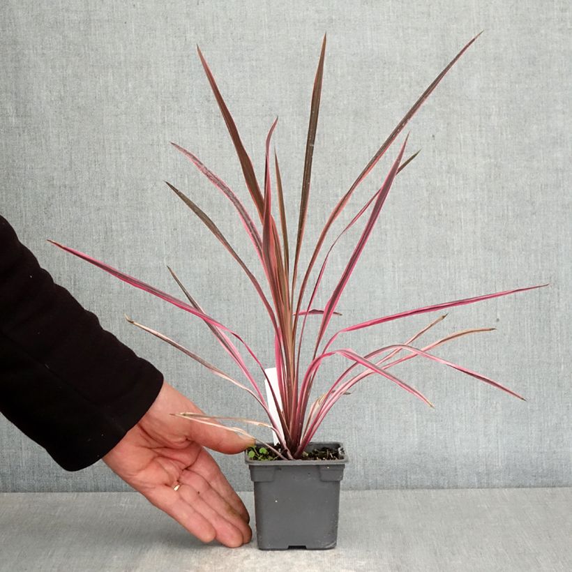 Amostra de Cordyline australis Southern Splendour Vaso de 8/9 cm tal como entregue na primavera