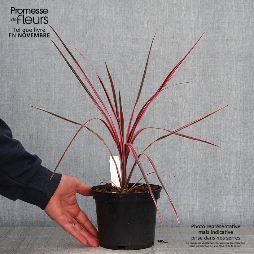 Amostra de Cordyline australis Southern Splendour Vaso de 2 L/3 L tal como entregue no outono