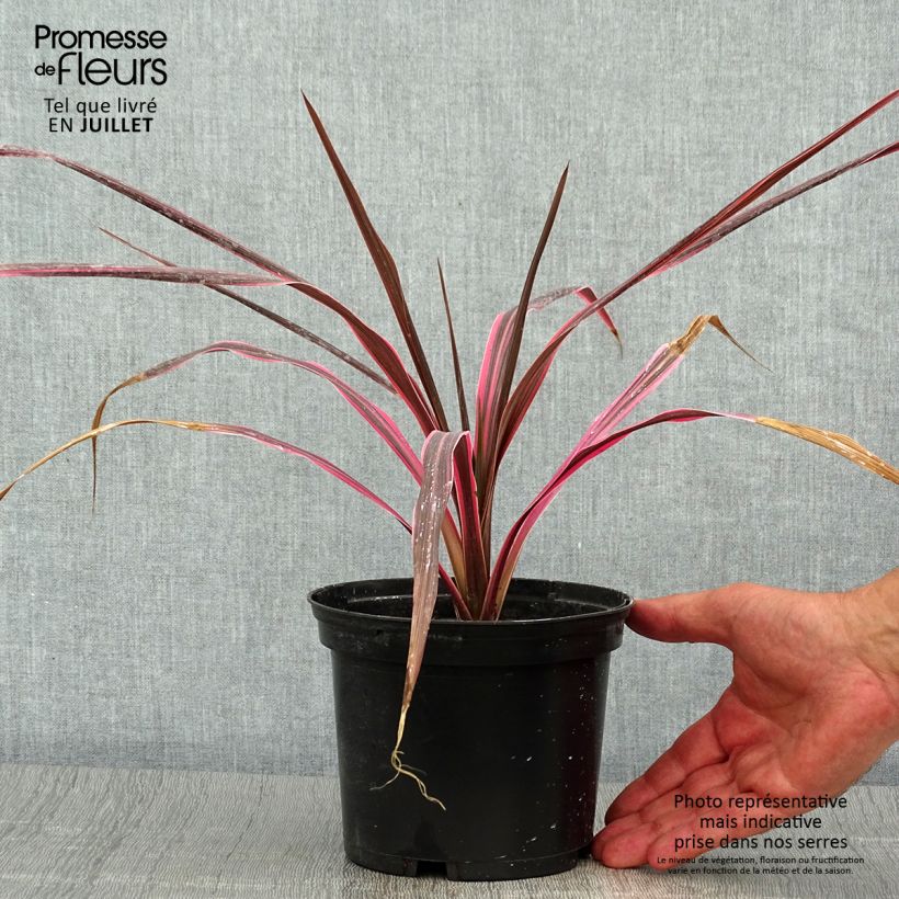 Amostra de Cordyline australis Southern Splendour Vaso de 2 L/3 L tal como entregue no verão