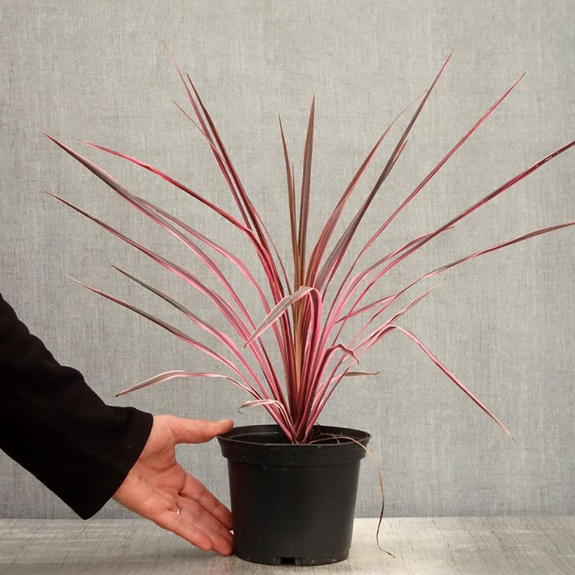 Amostra de Cordyline australis Southern Splendour Vaso de 2 L/3 L tal como entregue na primavera