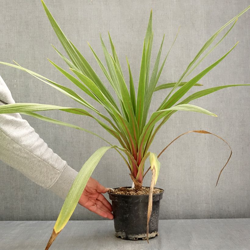 Amostra de Cordyline australis Sundance Vaso de 2 L/3 L tal como entregue no outono