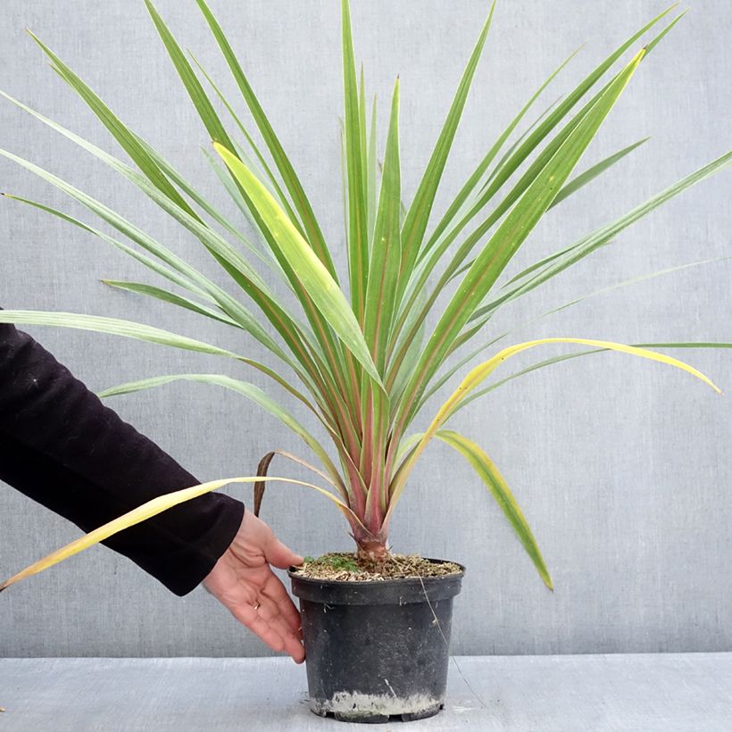 Amostra de Cordyline australis Sundance Vaso de 2 L/3 L tal como entregue no inverno