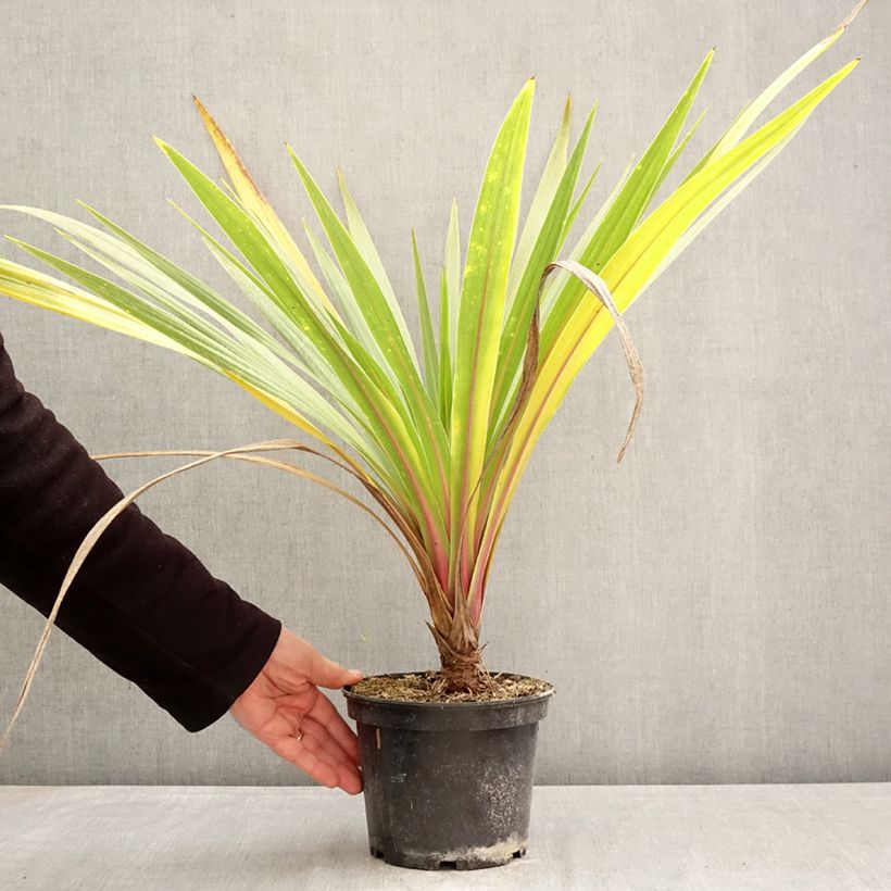 Amostra de Cordyline australis Sundance Vaso de 2 L/3 L tal como entregue na primavera