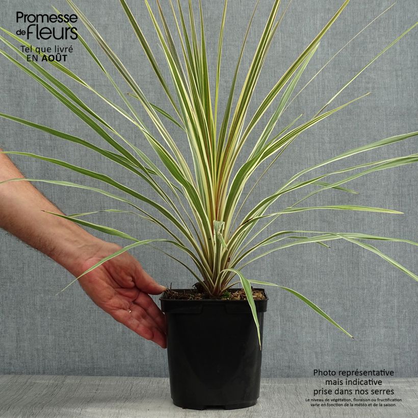 Amostra de Cordyline australis Torbay Dazzler Vaso de 2 L/3 L tal como entregue no verão