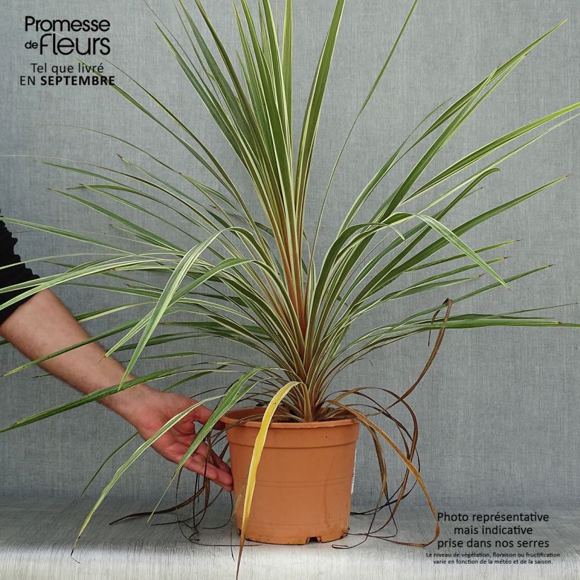 Amostra de Cordyline australis Torbay Dazzler Vaso de 4 L/5 L tal como entregue no outono
