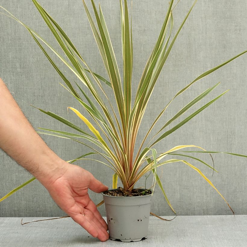 Amostra de Cordyline australis Torbay Dazzler Vaso de 12 cm/13 cm tal como entregue na primavera