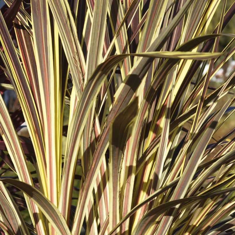 Cordyline banksii Electric Flash (Folhagem)