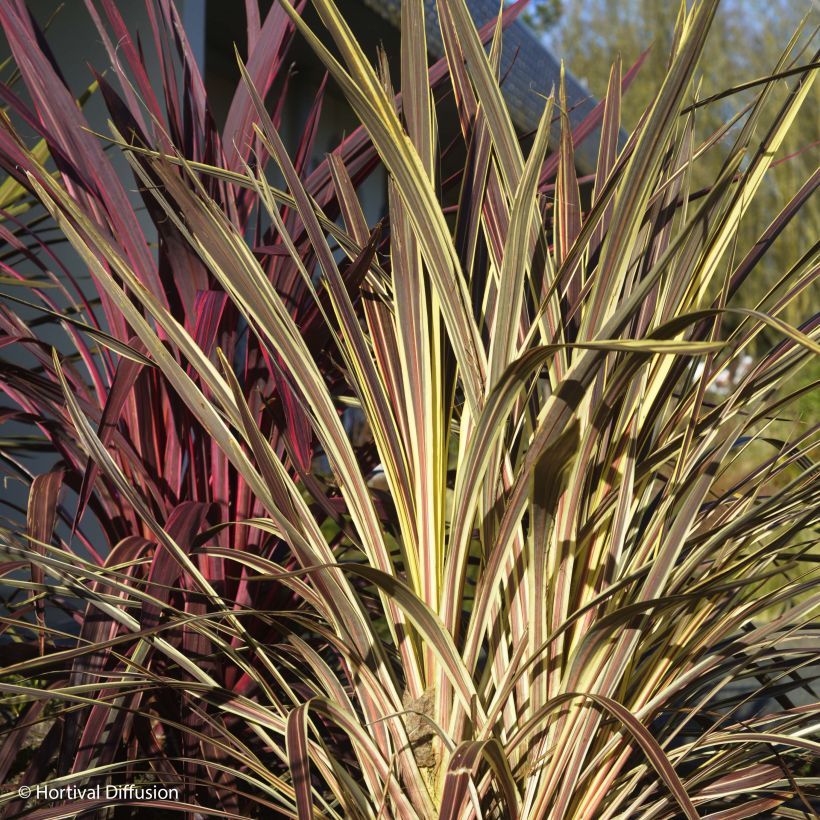 Cordyline banksii Electric Flash (Hábito)