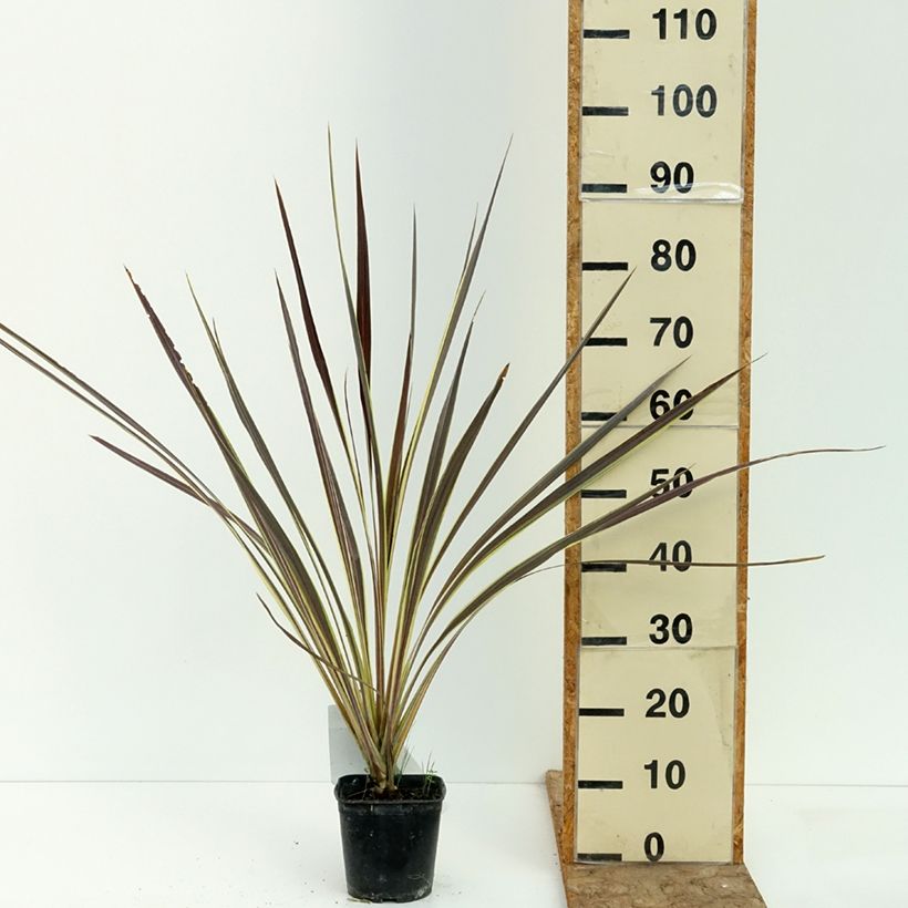Amostra de Cordyline banksii Electric Flash Vaso de 1,5 L/2 L tal como entregue no verão