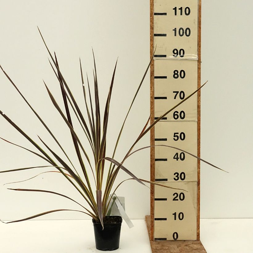 Amostra de Cordyline banksii Electric Flash Vaso de 1,5 L/2 L tal como entregue na primavera