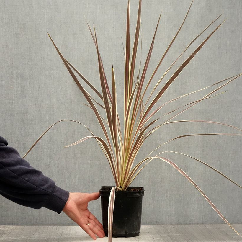 Amostra de Cordyline banksii Electric Flash Vaso de 3 L/4 L tal como entregue no verão