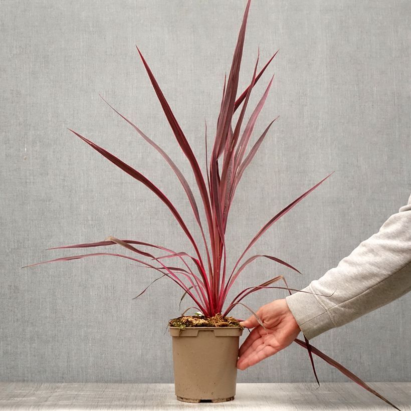 Amostra de Cordyline banksii Electric Pink Vaso de 3 L/4 L tal como entregue no verão