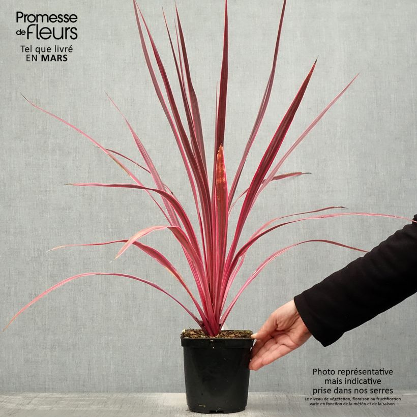 Amostra de Cordyline banksii Electric Pink Vaso de 3 L/4 L tal como entregue na primavera