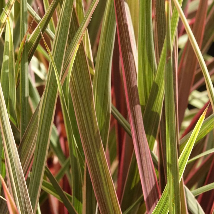 Cordyline banksii Can Can (Folhagem)