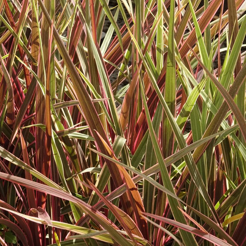 Cordyline banksii Can Can (Hábito)