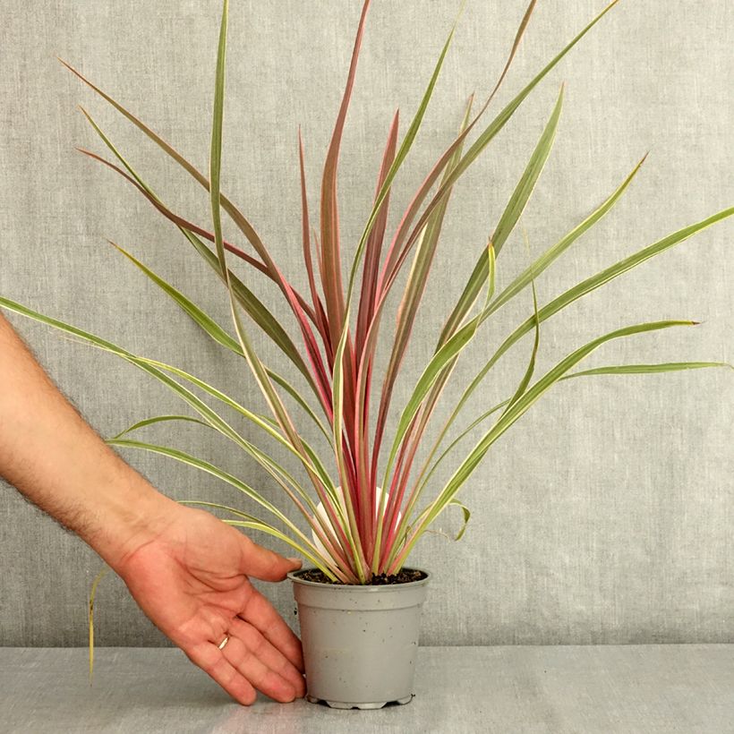 Amostra de Cordyline banksii Can Can Vaso de 12 cm/13 cm tal como entregue no verão