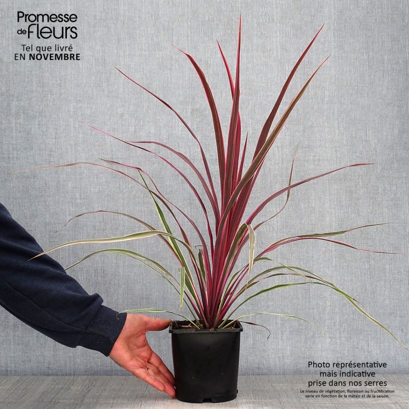 Amostra de Cordyline banksii Can Can Vaso de 2 L/3 L tal como entregue no outono