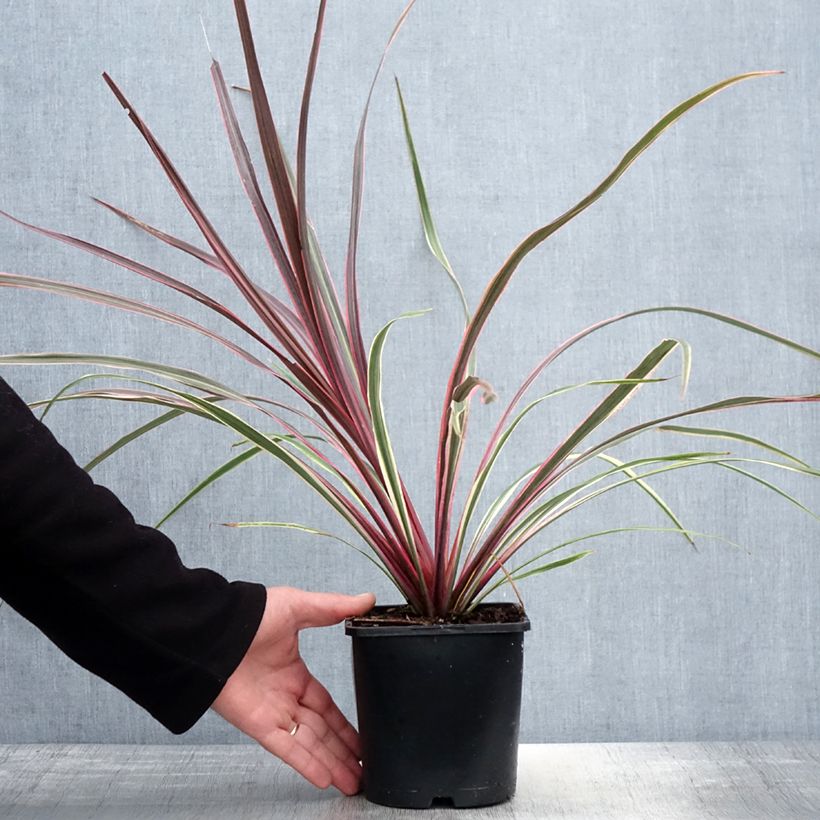 Amostra de Cordyline banksii Can Can Vaso de 2 L/3 L tal como entregue na primavera