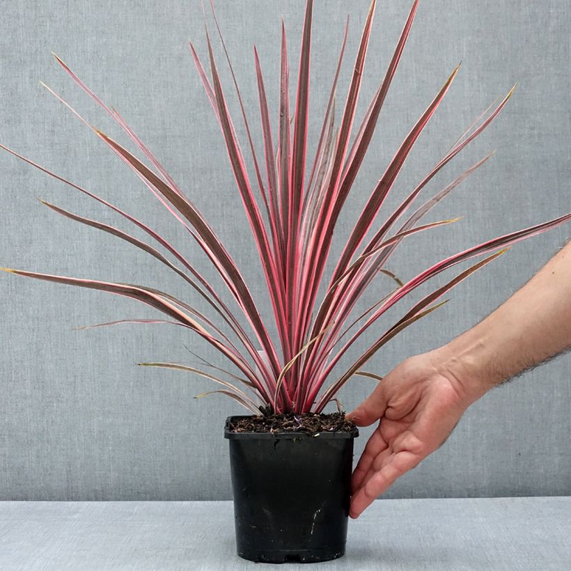 Amostra de Cordyline Charlie Boy Vaso de 2 L/3 L tal como entregue no verão
