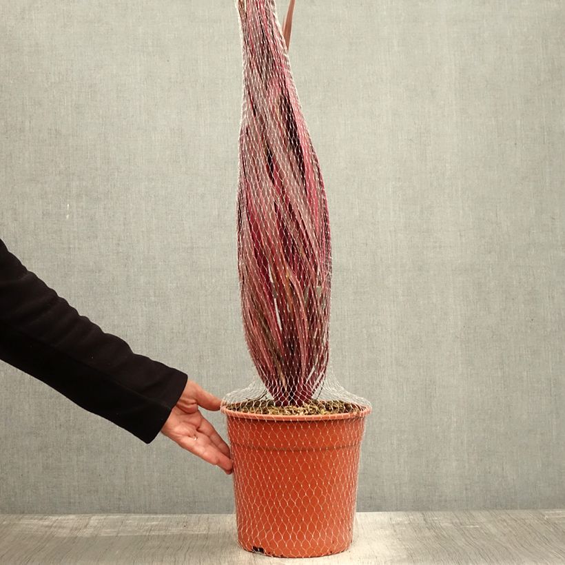Amostra de Cordyline Charlie Boy Vaso de 4 L/5 L tal como entregue no outono