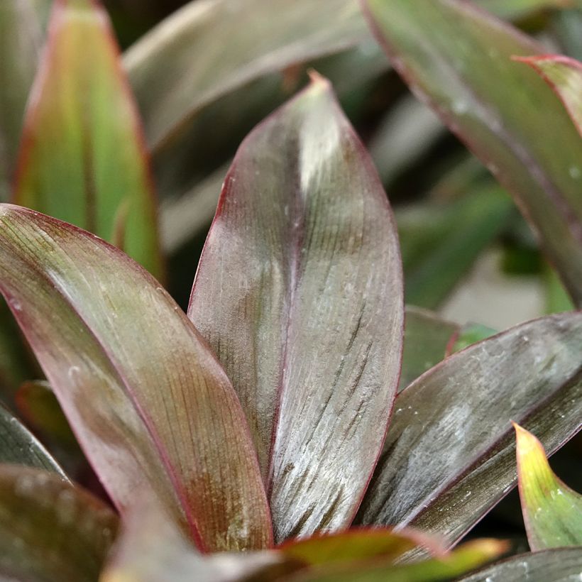 Cordyline fruticosa Purple Compacta - Cordiline (Folhagem)