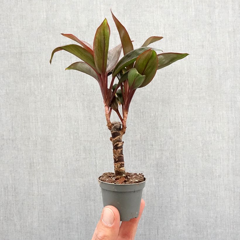Amostra de Cordyline fruticosa Purple Compacta Mini-plante tal como entregue na primavera