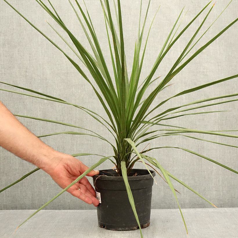 Amostra de Cordyline indivisa Vaso de 3 L/4 L tal como entregue no verão