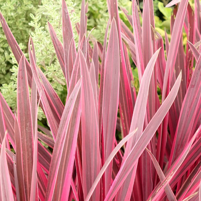 Cordyline Paso Doble em vaso (Folhagem)