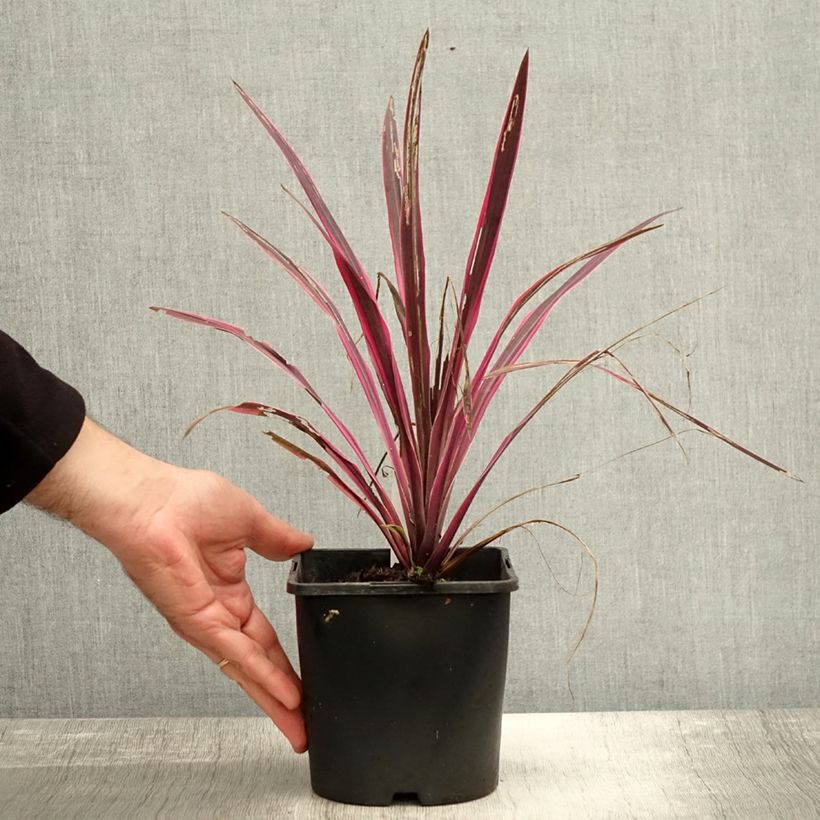 Amostra de Cordyline Paso Doble - Cordyline australe Pot de 1,5L/2L tal como entregue no outono
