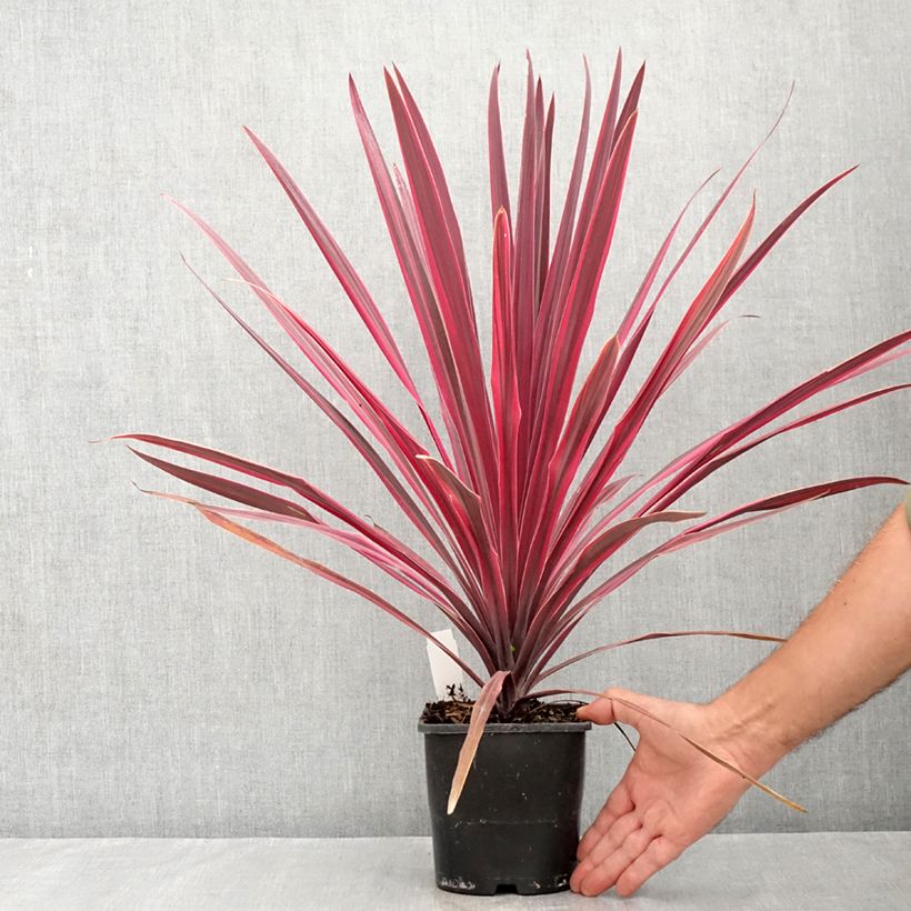 Amostra de Cordyline Paso Doble em vaso Vaso de 1,5 L/2 L tal como entregue no verão