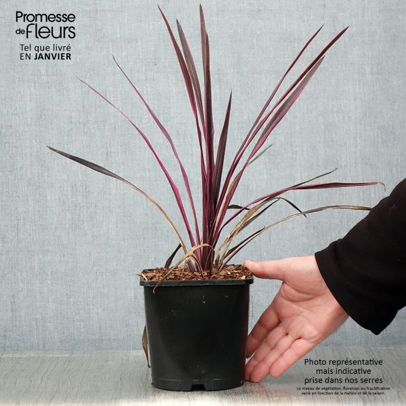 Amostra de Cordyline Paso Doble - Cordyline australe Vaso de 1,5 L/2 L tal como entregue no inverno