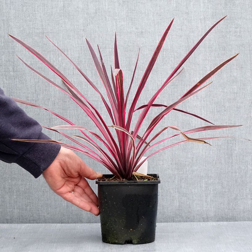 Amostra de Cordyline Paso Doble em vaso Vaso de 1,5 L/2 L tal como entregue na primavera