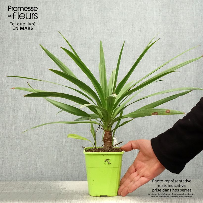 Amostra de Cordyline Ti Tawhiti Vaso de 1 L/1,5 L tal como entregue na primavera