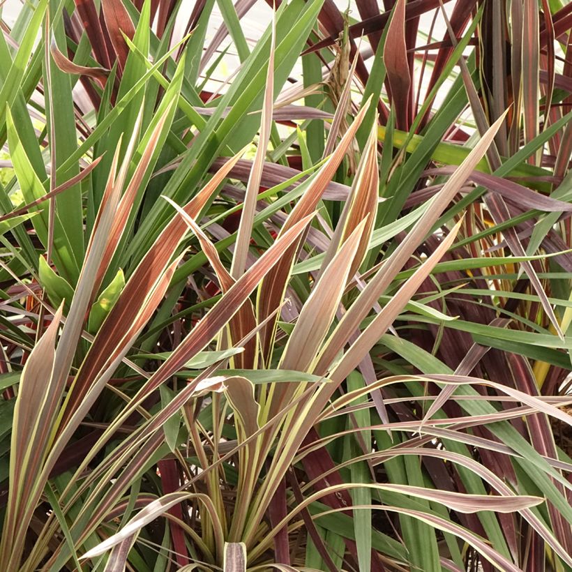 Cordyline Trio déco em vaso (Folhagem)