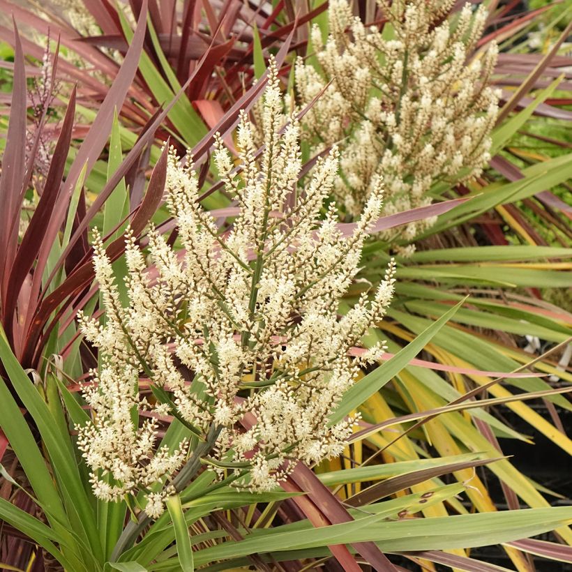 Cordyline Trio déco em vaso (Floração)