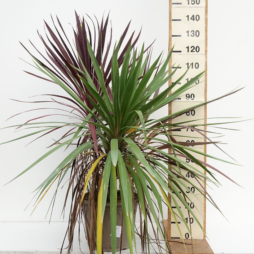 Amostra de Cordyline Trio déco em vaso Vaso de 20 L/25 L tal como entregue no outono