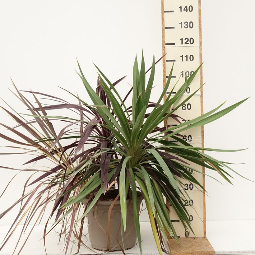 Amostra de Cordyline Trio déco em vaso Vaso de 20 L/25 L tal como entregue no verão