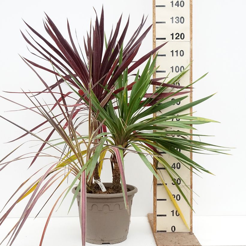 Amostra de Cordyline Trio déco em vaso Vaso de 20 L/25 L tal como entregue na primavera