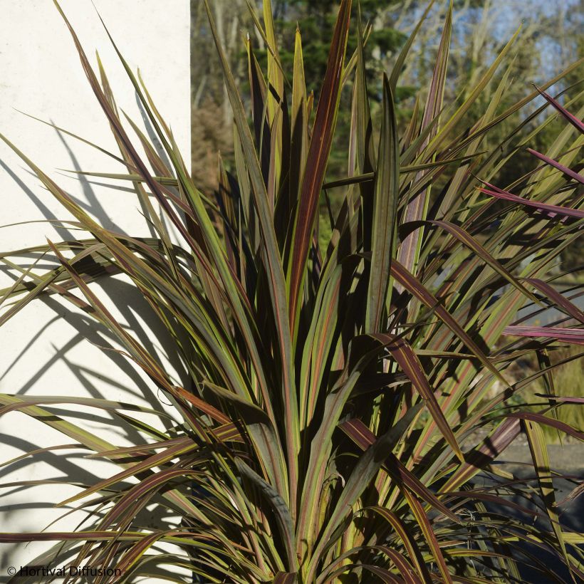 Cordyline × banksii Electric Star (Hábito)