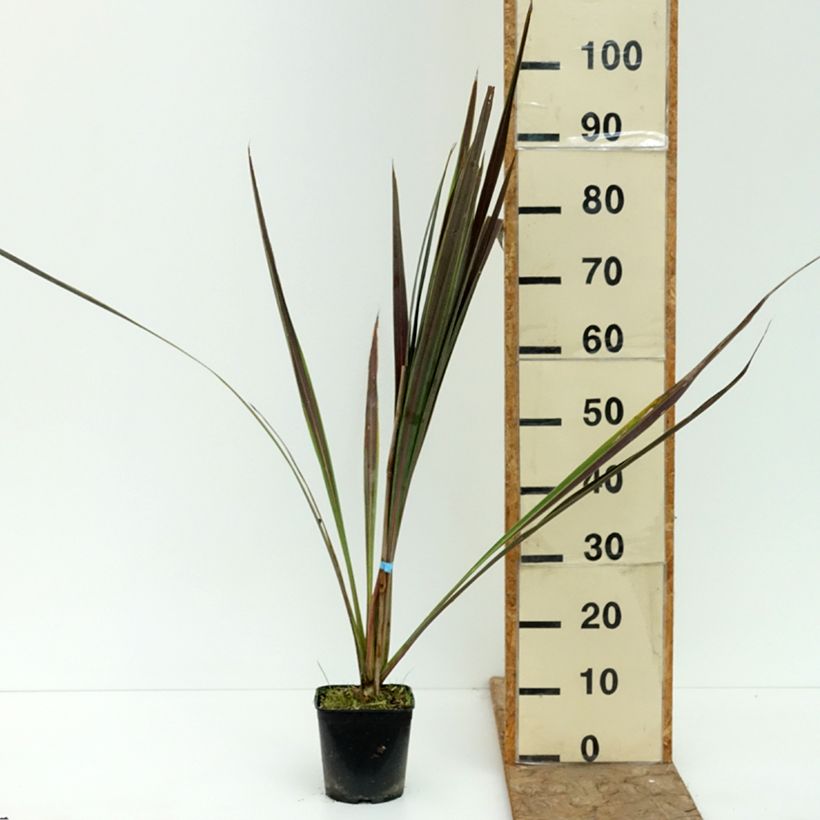 Amostra de Cordyline × banksii Electric Star Vaso de 1,5 L/2 L tal como entregue no verão